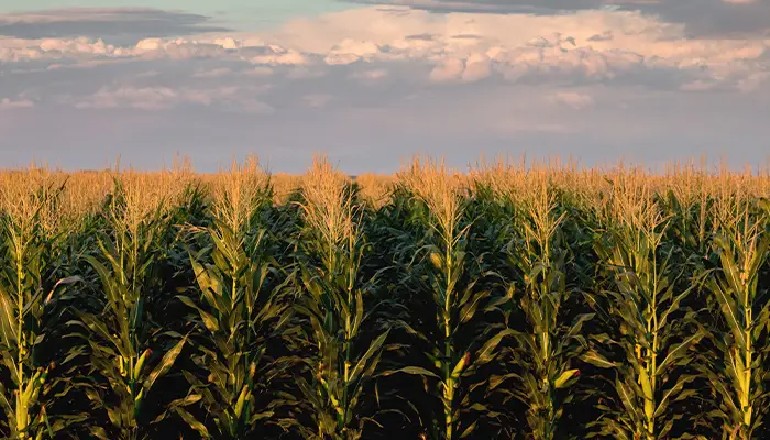 Plantação de milho safrinha pronta para colheita, representando o crescimento da produtividade no Brasil em 2025.